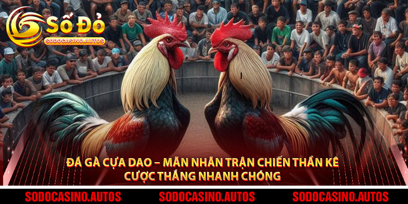 Điểm Đặc Biệt Khi Tham Gia Đá Gà Cựa Dao