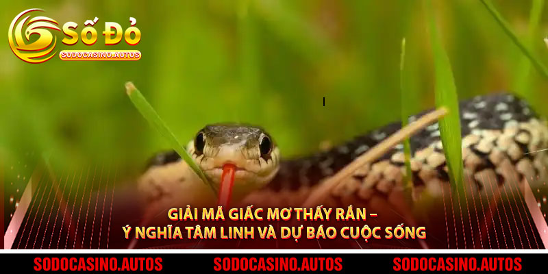 Giải Mã Giấc Mơ Thấy Rắn – Từ Điềm Báo Đến Cơ Hội Tài Lộc