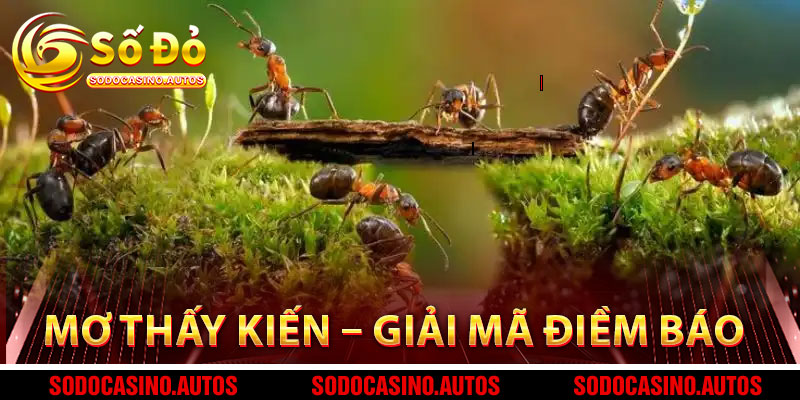 Mơ Thấy Kiến – Giải Mã Điềm Báo Và Những Con Số May Mắn Bất Ngờ