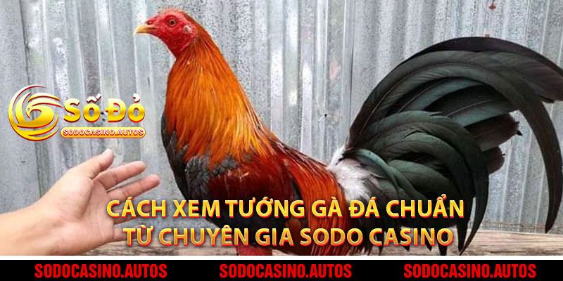 Cách Xem Tướng Gà Đá Chuẩn Từ Chuyên Gia Sodo Casino
