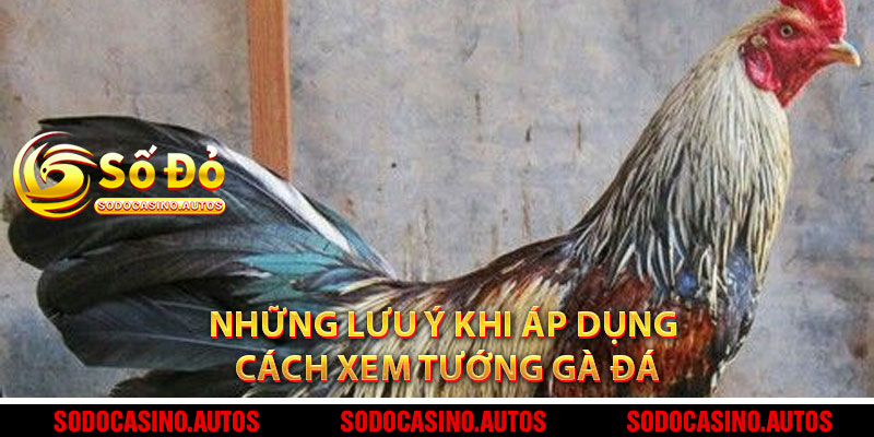 Những Lưu Ý Khi Áp Dụng Cách Xem Tướng Gà Đá