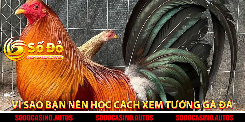 Vì Sao Bạn Nên Học Cách Xem Tướng Gà Đá Từ Sodo Casino?